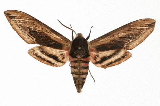 Image of privet hawk-moth