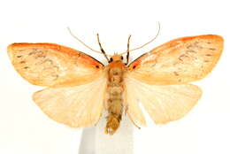 Image of rosy footman