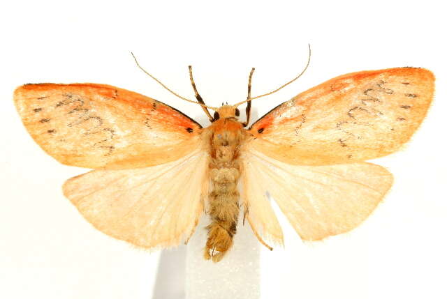 Image of rosy footman