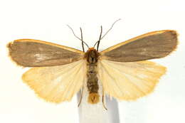 Image of common footman