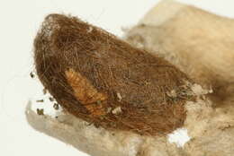 Image of muslin moth