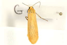 Image of orange footman