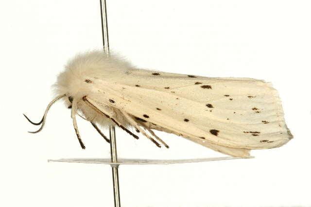 Image of white ermine