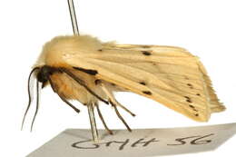 Image of Spilosoma lutea Hüfnagel 1766