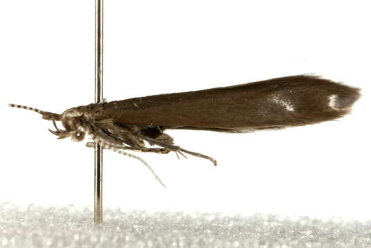 Image of Coleophora vitisella Gregson 1856