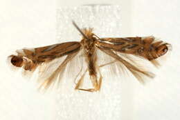 Phyllonorycter platani (Staudinger 1870) resmi