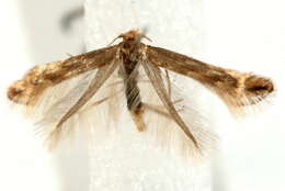 صورة Phyllonorycter salictella (Zeller 1846)