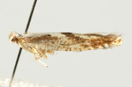 Image of <i>Argyresthia bonnetella</i>