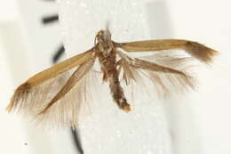 Image of <i>Coptotriche marginea</i>