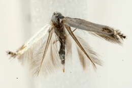 Image of apple leaf miner