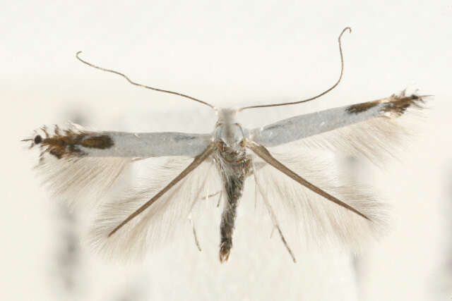 Image of apple leaf miner