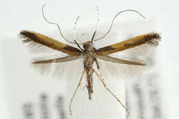 Image of Azalea leafminer