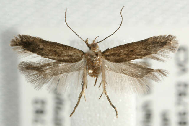 Image of dull red neb