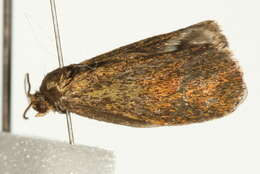 Image of leches twist moth