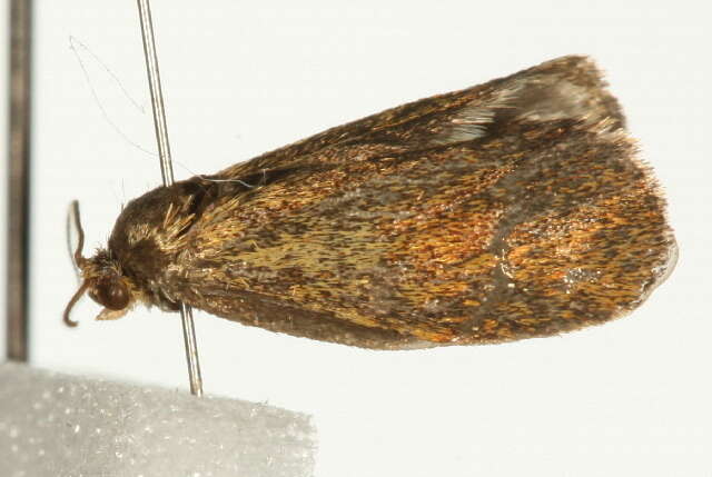 Image of leches twist moth