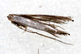 Image of apple leaf miner