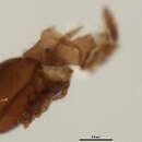 Image de <i>Ceratozetes thienemanni</i>