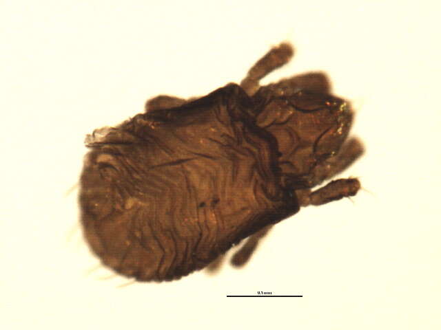 Image of Ameronothrus maculatus (Michael 1882)