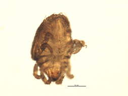 Image of Ameronothrus maculatus (Michael 1882)