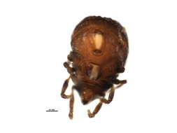 Image of Ameronothrus nigrofemoratus (L. Koch 1879)