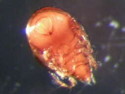 صورة Ceratozetes gracilis (Michael 1884)