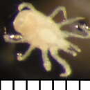Image of Pachylaelapidae