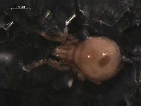 Image of Eremulidae