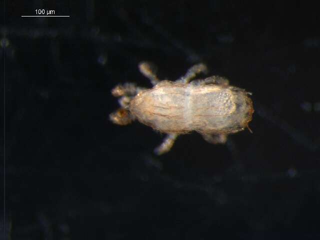 صورة Microgyniidae