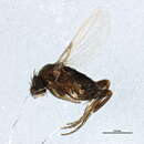Image of Megaselia arizonensis (Malloch 1912)