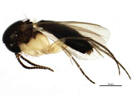 Image of <i>Sceptonia longiseta</i>