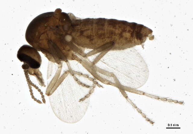 Image of Forcipomyia acidicola (Tokunaga 1937)