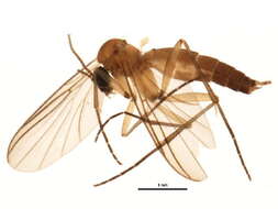 Image of Boletina dissipata Plassmann 1987