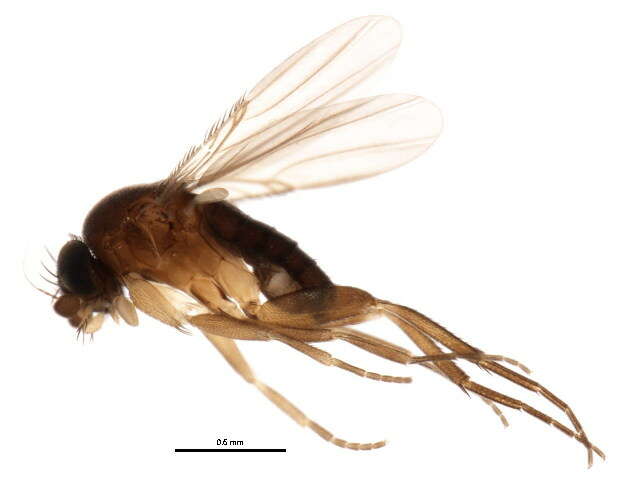 Image of Megaselia lucifrons (Schmitz 1918)