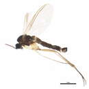 Image of <i>Leptosciarella grimmi</i>