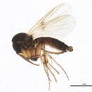 Image of Zygomyia notata (Stannius 1831)