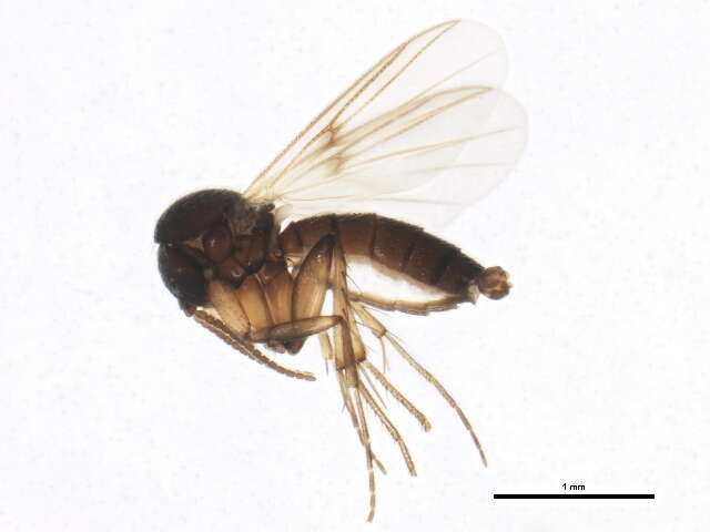 Image of Zygomyia notata (Stannius 1831)