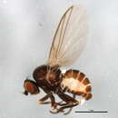 Image de Chromatomyia shepherdiana Griffiths 1976