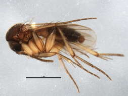 Image of Zygomyia notata (Stannius 1831)