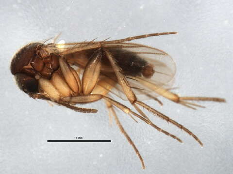 Image of Zygomyia notata (Stannius 1831)