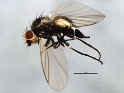 Image of Napomyza plumea Spencer 1969