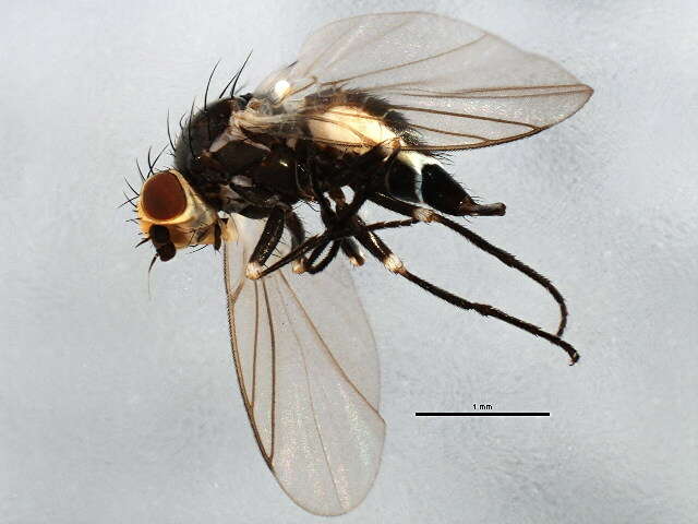 Image of Napomyza plumea Spencer 1969