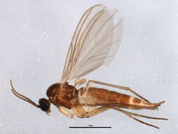 Image of Dichopygina