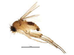 Image of Megaselia lutea (Meigen 1830)