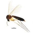 صورة Exechia similis Lastovka & Matile 1974