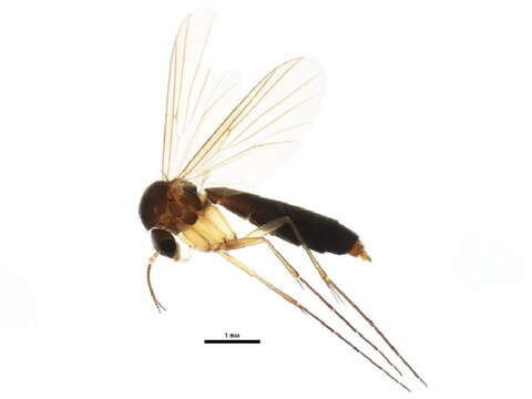 صورة Exechia similis Lastovka & Matile 1974