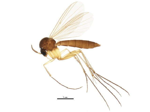 Imagem de Exechia similis Lastovka & Matile 1974