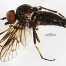 Image of <i>Ptiolina majuscula</i>