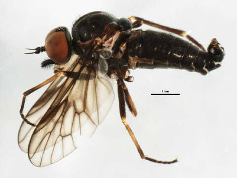 Image of <i>Ptiolina majuscula</i>