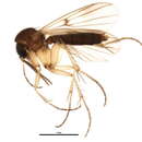 Image of Mycetophila sordida Wulp 1874