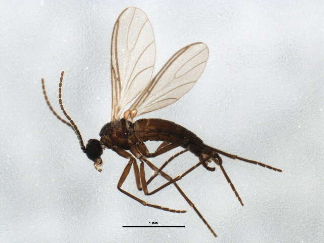 Image of Bradysia vernalis (Zetterstedt 1851)